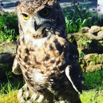 Photo by Shieldaig Lodge Falconry (@ScotFalconry)