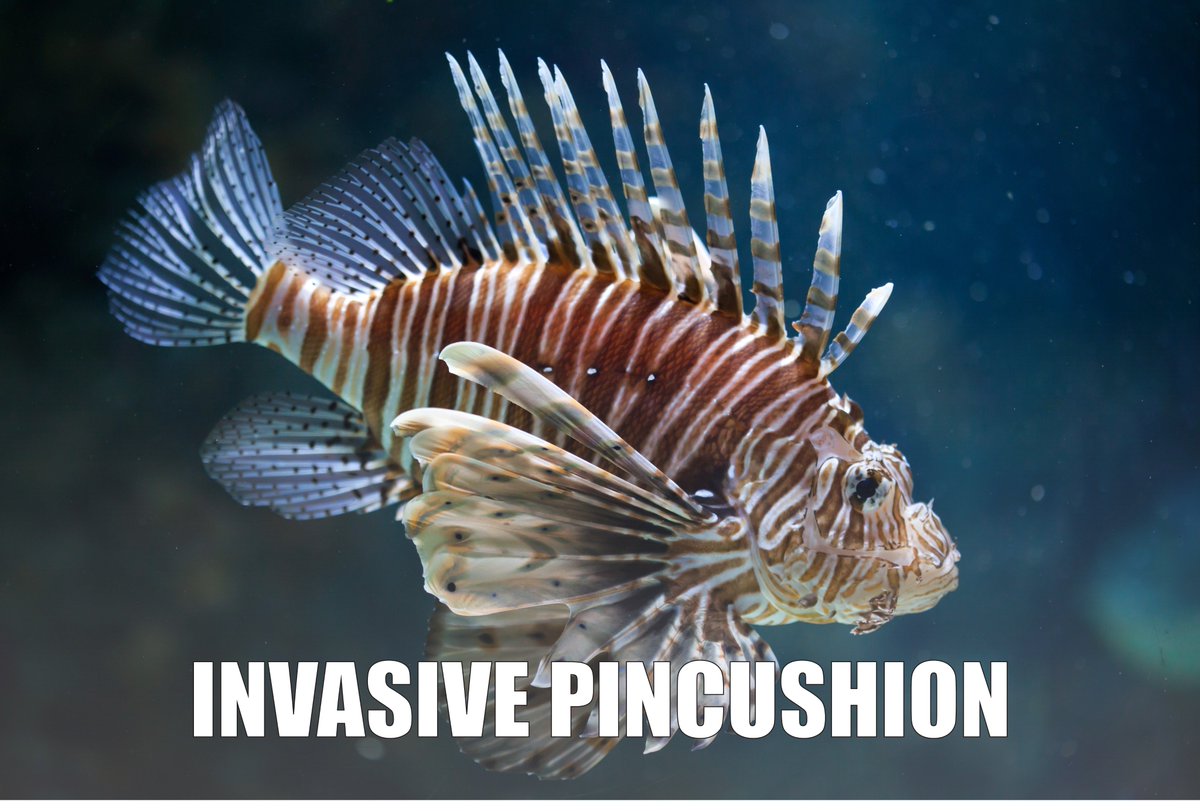FishWiseOrg's tweet photo. #RebrandASpecies
#DYK the lionfish is invasive to parts of the Western Atlantic and Caribbean Sea? Lionfish caught in these areas are green rated by @SeafoodWatch! #eatemtobeatem https://t.co/OevOBZDlAE