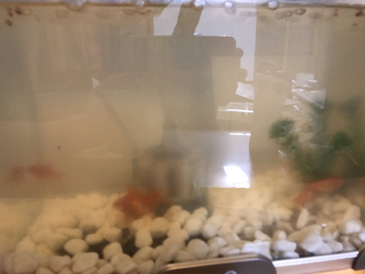 金魚飼い方 金魚飼い方