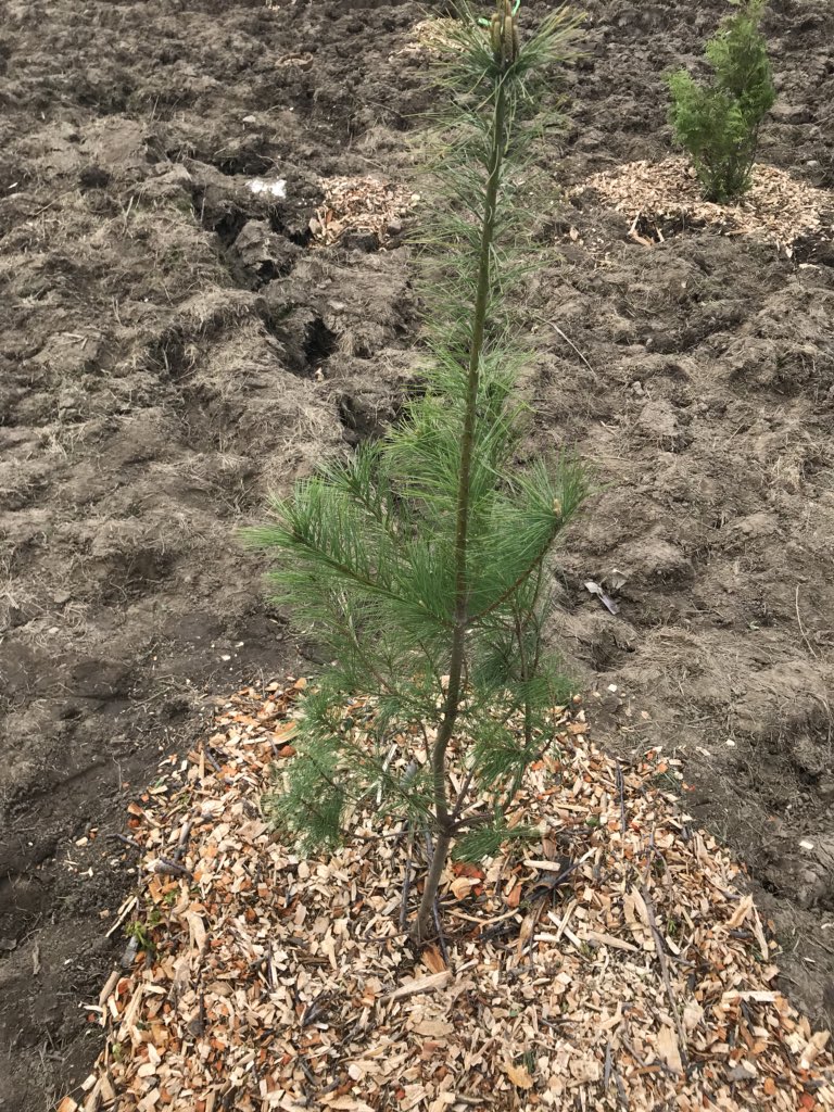 YRDSBEcoSchools's tweet photo. What is more heartwarming than students from different school boards coming together to plant trees ๐ฒ on the @ormoraine with @TRCA_Outreach @bondlakeps @oakridgesps #bayviewSS @YRDSB? #thankyouweather #10yearanniversary #raptorshow #secondaryplantingleaders https://t.co/KBQJ4yGyPg