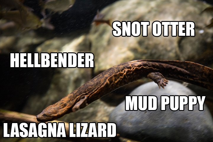 VAAquarium's tweet photo. Because sometime's you're just too fabulous to rebrand. #RebrandaSpecies https://t.co/991zTb1MkX