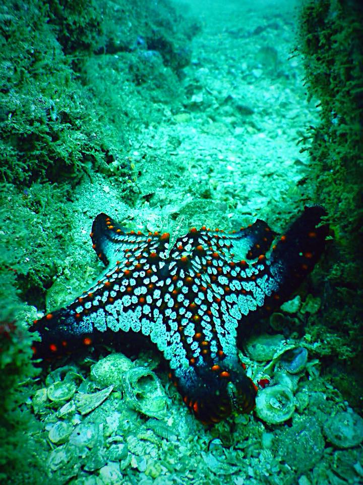 DiversDreams's tweet photo. The underwater world has so much to offer.. #marinelife #beautifulplanet #Ocean #diversdream https://t.co/5i4NcgQFKB
