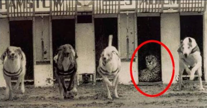 AgbaKobz's tweet image. This speed race was to know the fastest, the dogs or the cheetah.

But the cheetah did not move a finger &amp;amp; sat in his place.  People asked the race coordinator what happened.

He responded after seeing him saying:
“Sometimes trying to prove that you’re the best is an insult!”