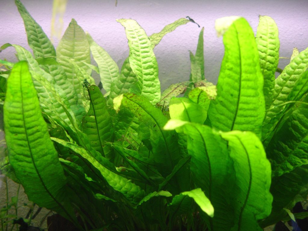 JardineriaOn's tweet photo. ¿Tienes un acuario o estanque y necesitas una planta muy decorativa? Descubre al helecho de Java, una acuática que será fácil de cuidar - https://t.co/MyLCXGQgB1 #jardinería #helechodejava #plantasacuaticas https://t.co/JDSU4ivvpF