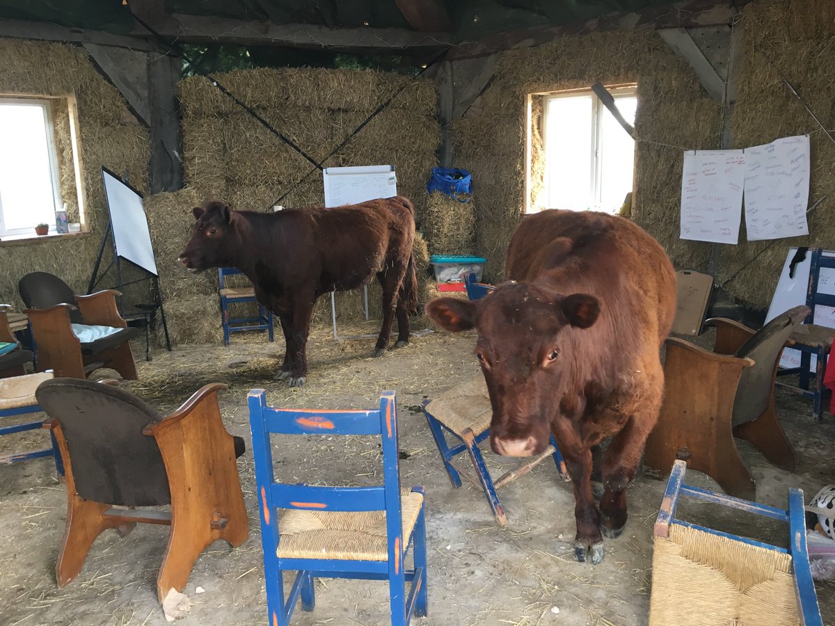 LearnPerm's tweet photo. Remembering when the cows invaded the teaching space last year! It is their barn after all..! #multiplefunctions https://t.co/NHNkgqRly9 #permaculture #teachertraining https://t.co/N8w8FycxCj