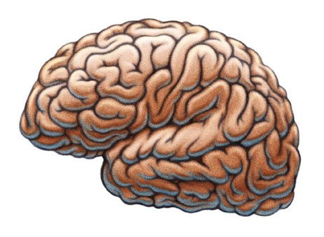 El cerebro bilingüe es más resistente al envejecimiento bit.ly/2o9OSoa