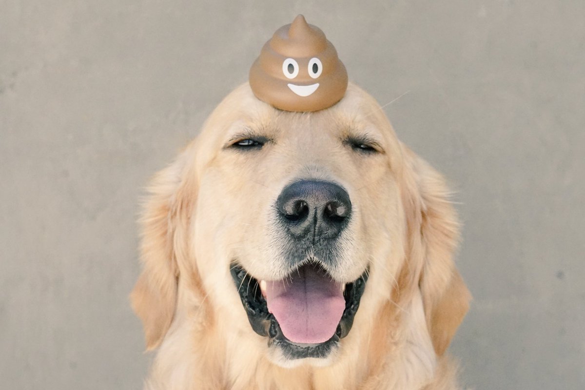 GoldenWoofs's tweet photo. Woofs! Letโs talk about poop ๐ฉ I have a good #dogpoop firm, but not hard +mom can pick it up and leave no residue on the grass ๐ฉ Golden Thanks to @HumarianHealth Probonix #probioticsfordogs KORU BEAR #humarianinfluencer #ad https://t.co/Pzx2Zk4Ys3 https://t.co/8pXx0su643