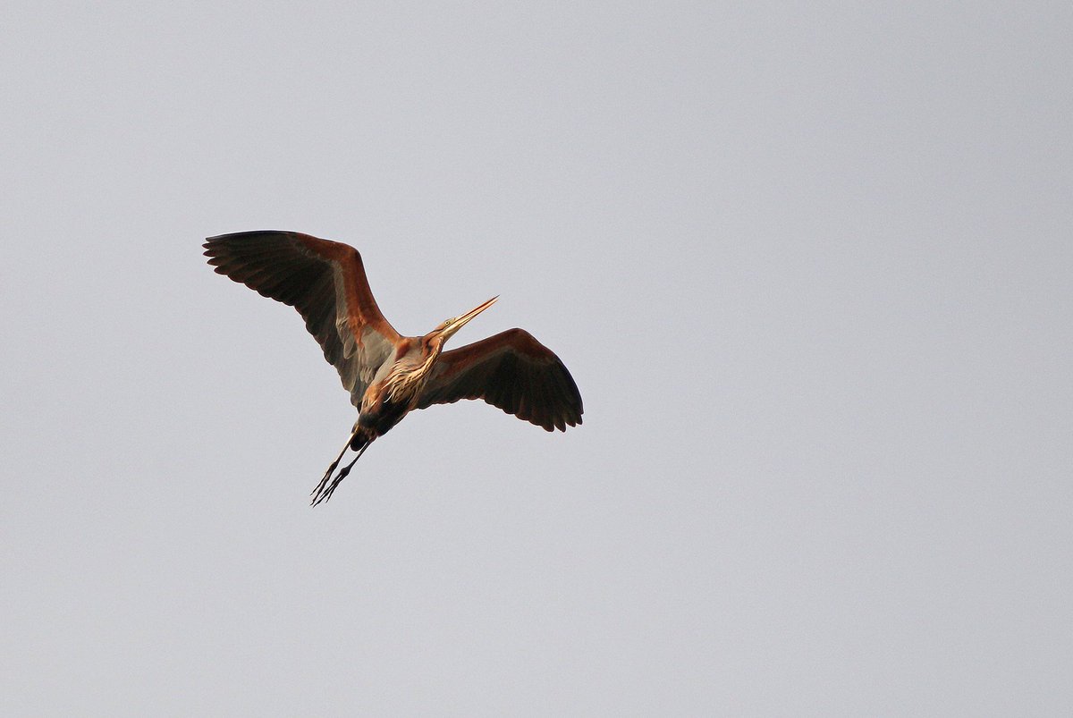Markthebirder's tweet photo. Purdy flyovers from #COTF18 - https://t.co/HTAVQvEVQE https://t.co/AHr8S43Pjs