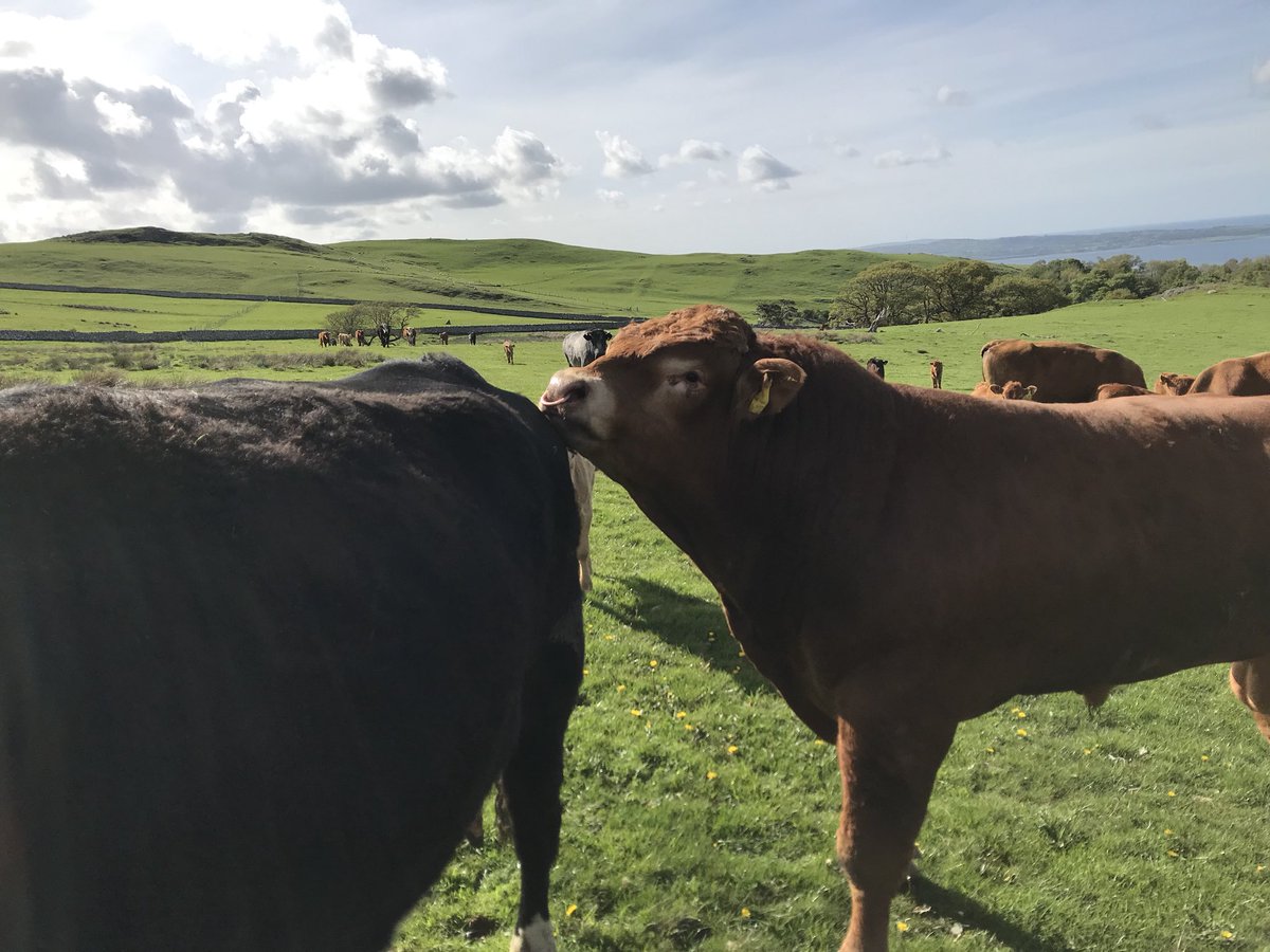 New bull has arrived  , it’s the 3rd we’ve purchased from <a href="/hefsjones/">Hefin Ieuan Jones</a> and really pleased again . DIOLCH YN FAWR .