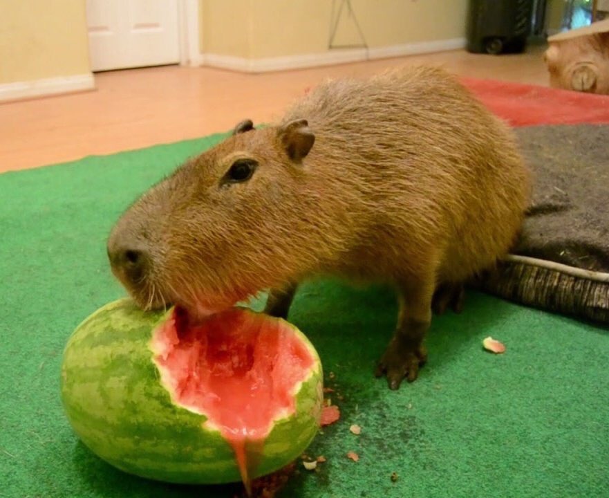 he protec, he attac, but most importantly, he snac