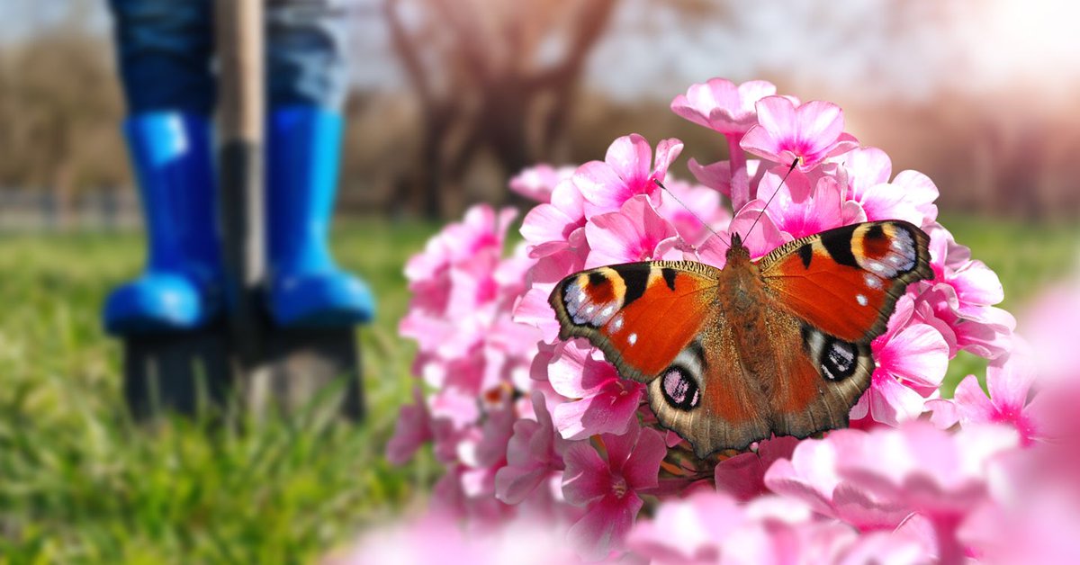 catalyst_design's tweet photo. Digital art created for Butterfly Conservation’s Pollinator Plots campaign #butterflyconservation #pollinatorplots @savebutterflies #graphicdesign #digitalart https://t.co/6Ma7vFwEda