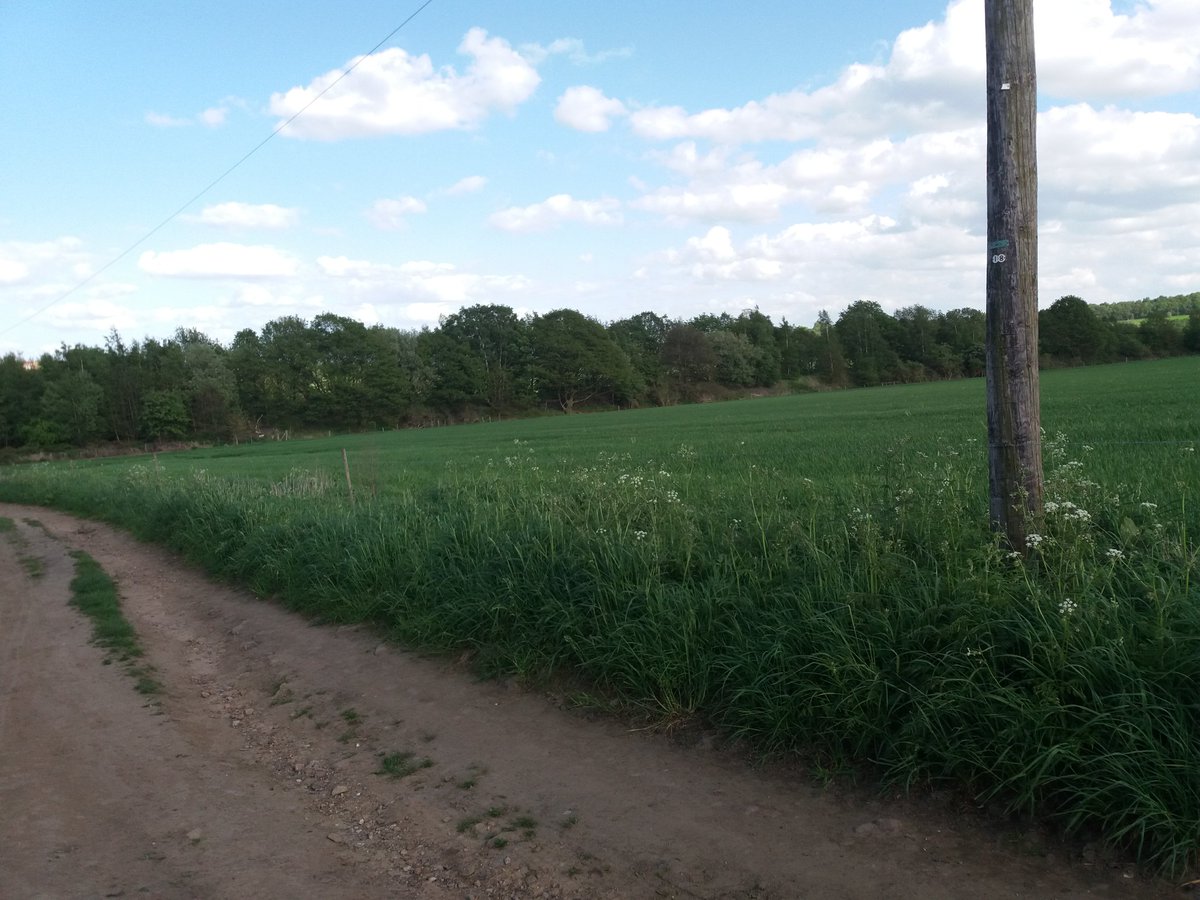 paulcli's tweet photo. 9 miles tonight at 8:05 pace. Loving the nice weather but the downside is #flybeard time :) https://t.co/knJvmfwTZb