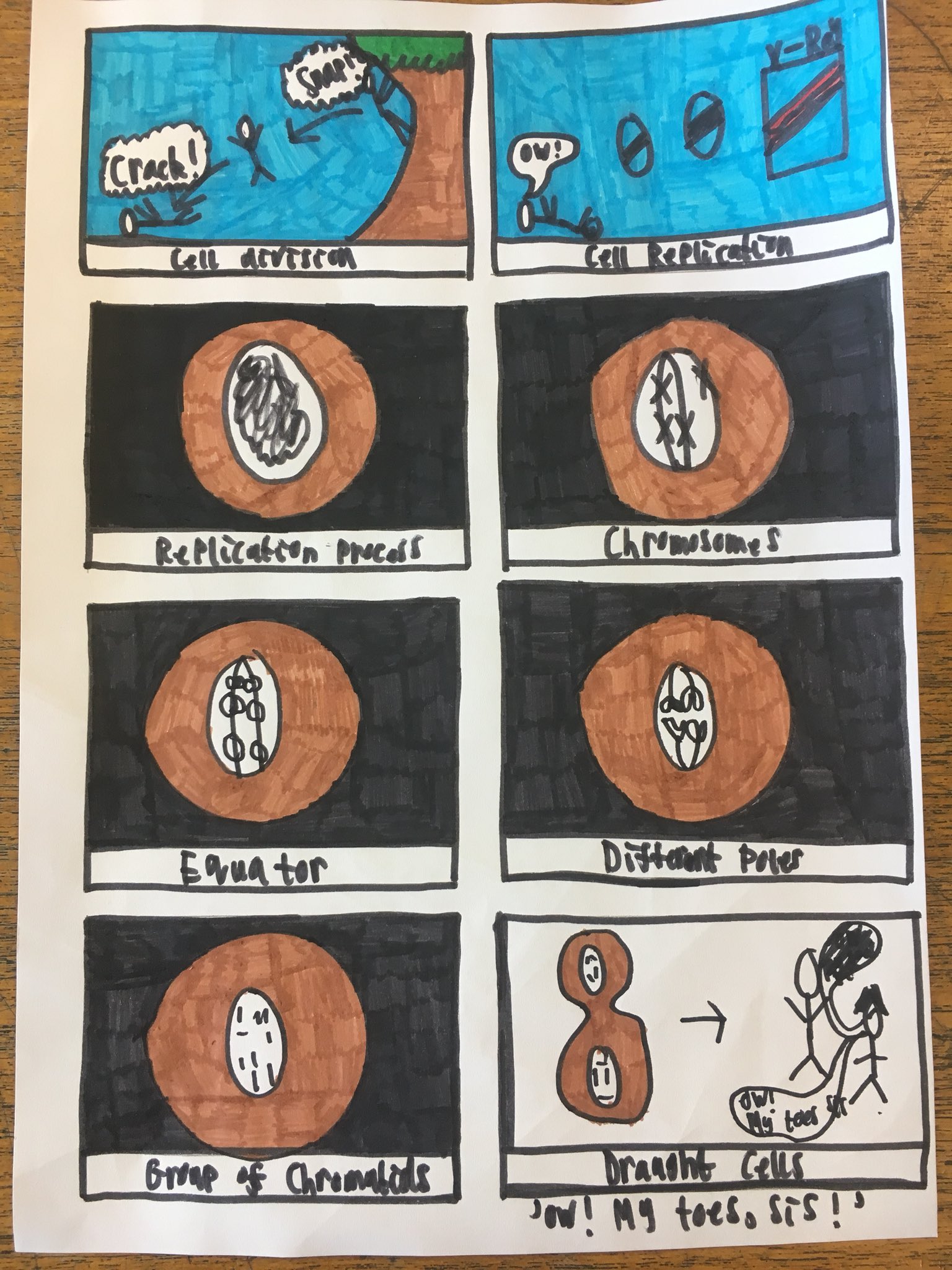 meiosis-comic-strip