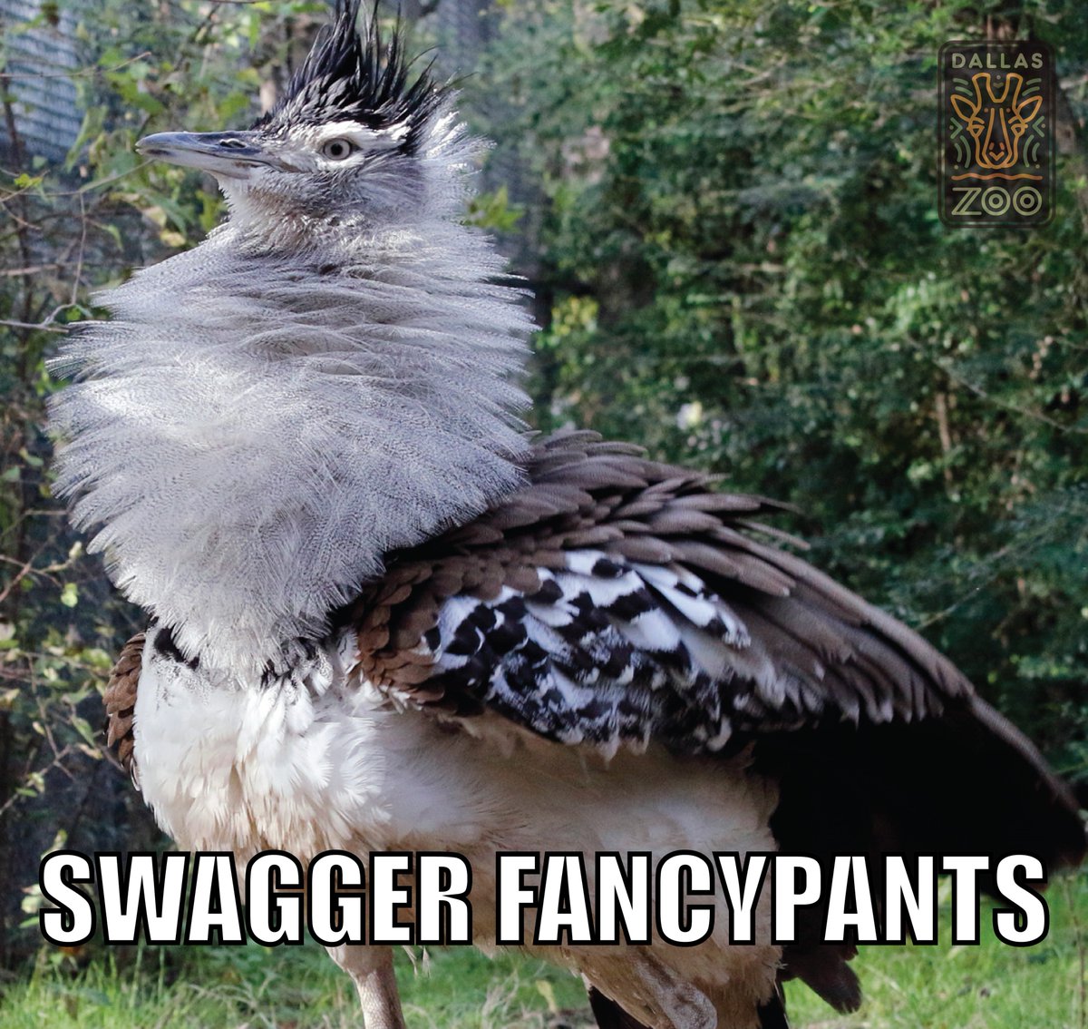 DallasZoo's tweet photo. Can't even touch this game. 

#RebrandASpecies https://t.co/FG5ArQWM2y