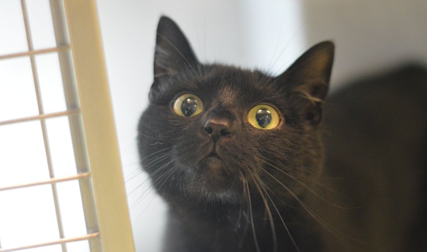 ikzoekbaas's tweet photo. Milow en Mila (binnenkatten) | 3 jaar oud | Kortharig | https://t.co/njOjKEHYRU https://t.co/zWW4XIqzM3