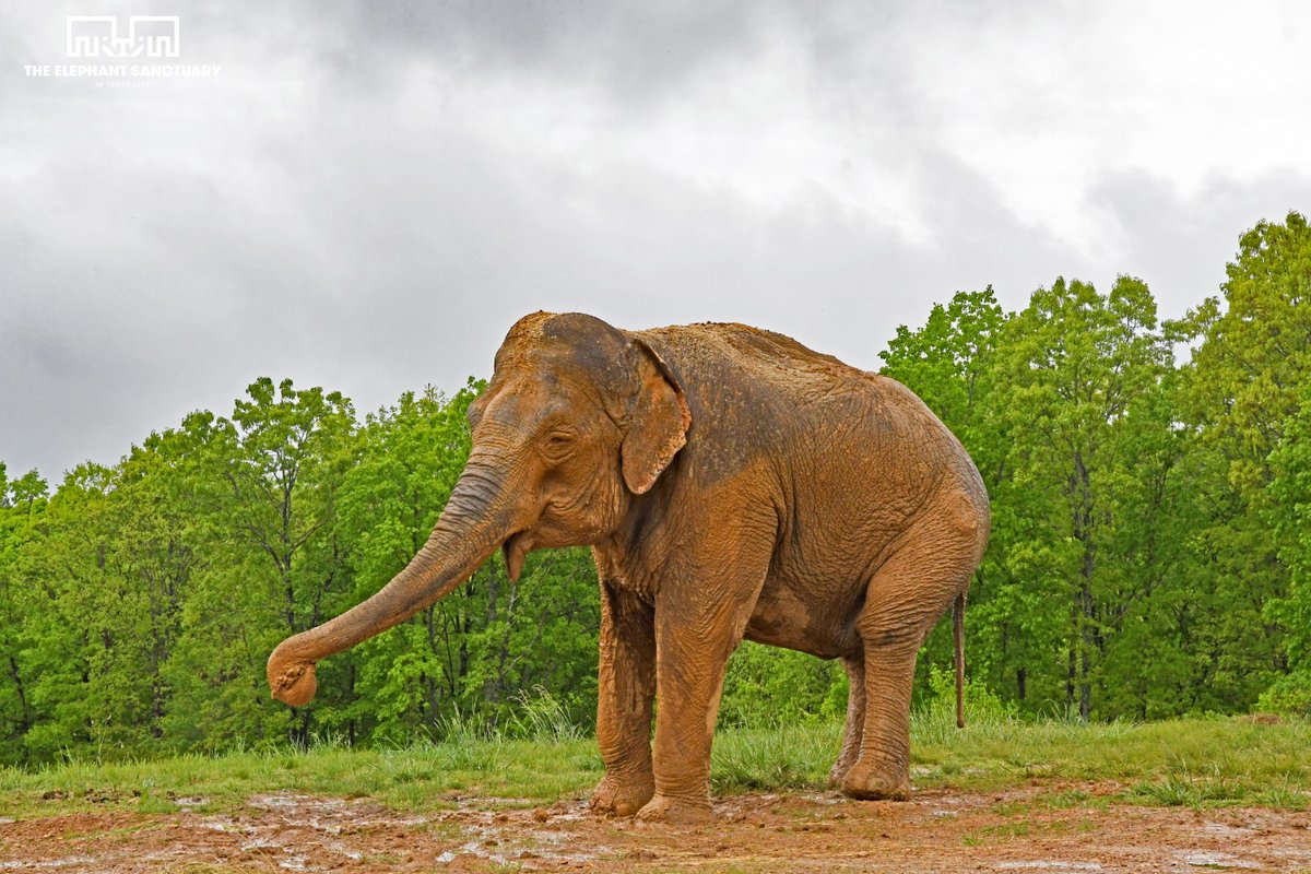 The Elephant Sanctuary tweet media