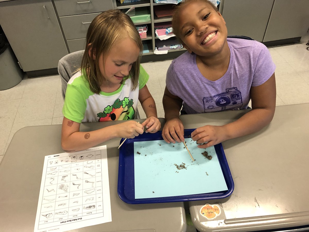 TeamMedeFede's tweet photo. Dissecting owl pellets! Identifying what type of animal our barn owl has eaten! https://t.co/2xa2flHmAE