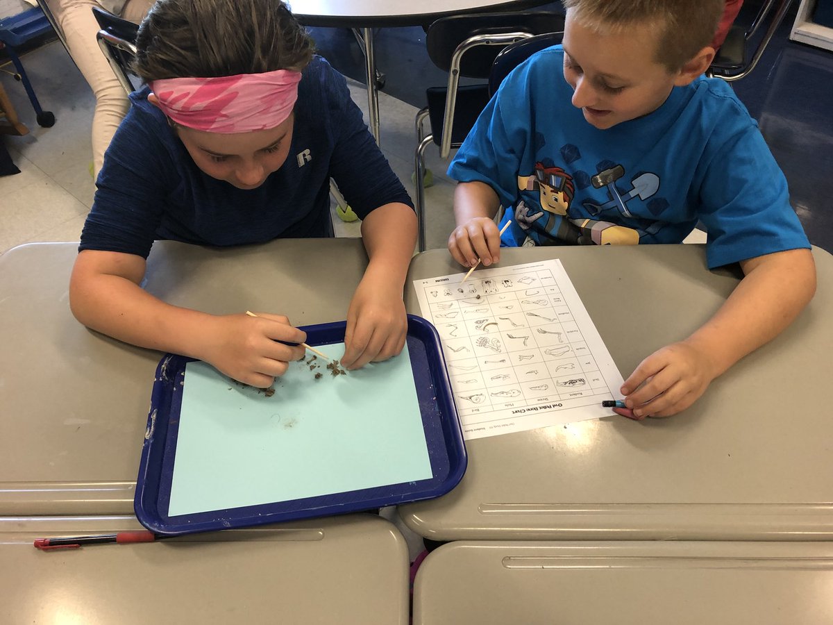 TeamMedeFede's tweet photo. Dissecting owl pellets! Identifying what type of animal our barn owl has eaten! https://t.co/2xa2flHmAE