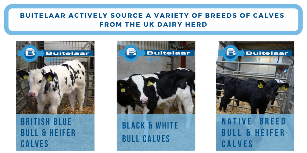 If you produce any of these breeds from your dairy herd and are looking for a sustainable outlet for your calves, then please get in touch: 
NW &amp; Scotland – Liz Hoggarth 07932 058802
Central England &amp; Wales  - Malcolm Holman 07788 261559
SW England – Julie Rooks 07791 805959