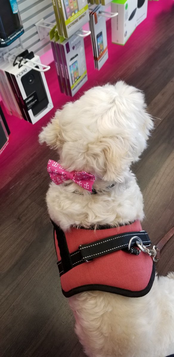 Tyler_EW's tweet photo. Met my new buddy Patrick today! He's repping our T-Mobile bow ties, and looking dang cute. #pupper #Tmobile #theuncarrier #customerobsessed #edubnation @JohnLegere @onblanco7 @isaac2691 @Uncarrier_Eric https://t.co/n4BXkGE9LL