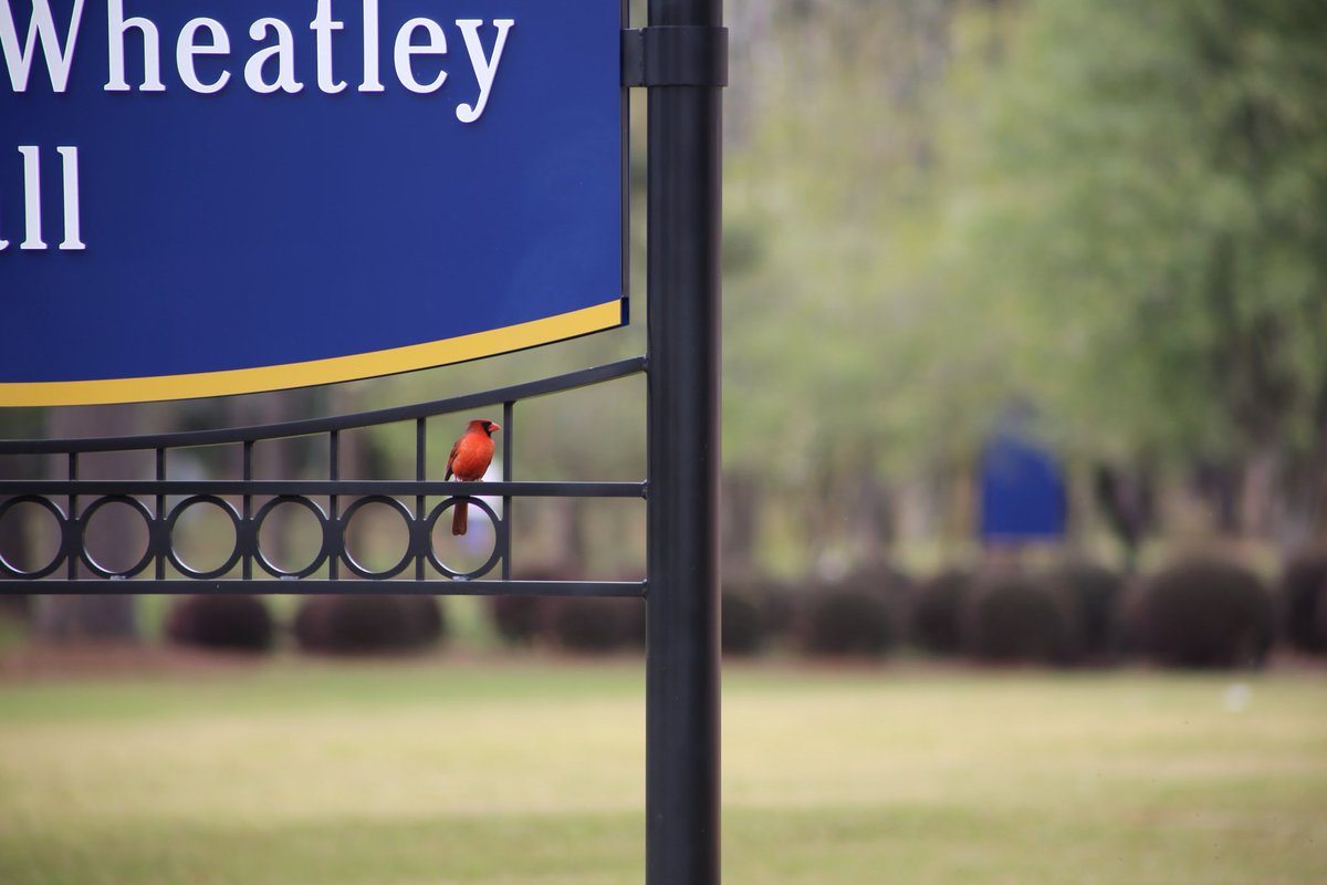 GaSouthwestern's tweet photo. Quiet campus around here... all we hear are the birds chirping! 🤫🐦🍃 #WeMissOurStudents #PartOfTheStorm https://t.co/21onT0Mxcd