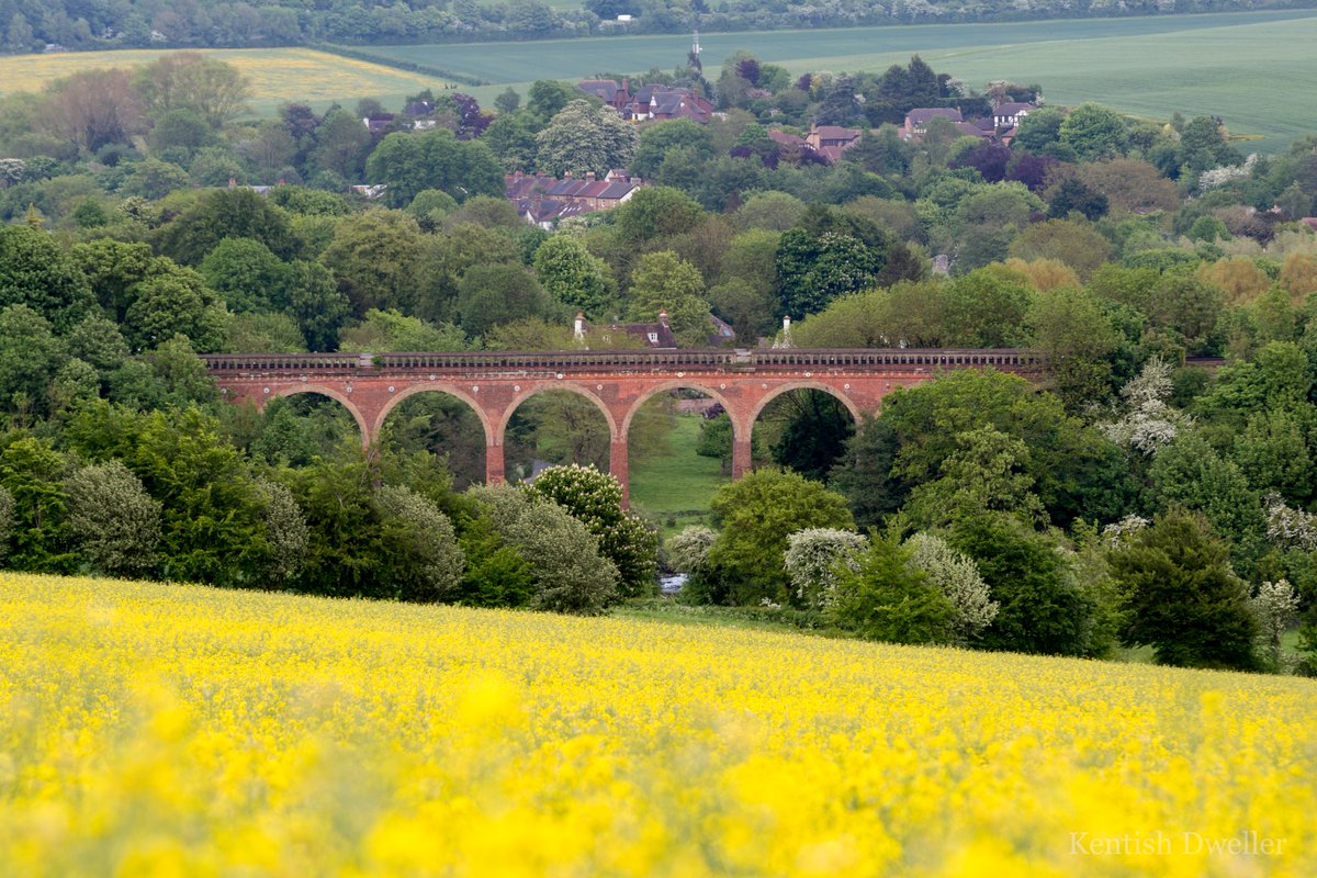KentishDweller's tweet image. #Eynsford Viaduct through a sea of yellow yesterday (could have done with some sunlight, but hey). Opened in 1862. #osr #Sevenoaks #Kent Chuffer stuff: kentrail.org.uk/Eynsford%20Via… …