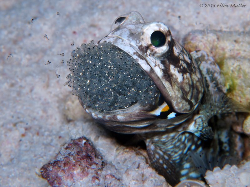 themoonlitreef's tweet photo. Banded Jawfish Eggs Hatching!
Male Banded Jawfish releasing his young into the night sea 
#JawFishEggs #FishEggsHatching #AwesomeNature #NightDiving #BonaireDiving #underwater #fish #ocean #scubadiving #nature https://t.co/bKy3cNEYCo