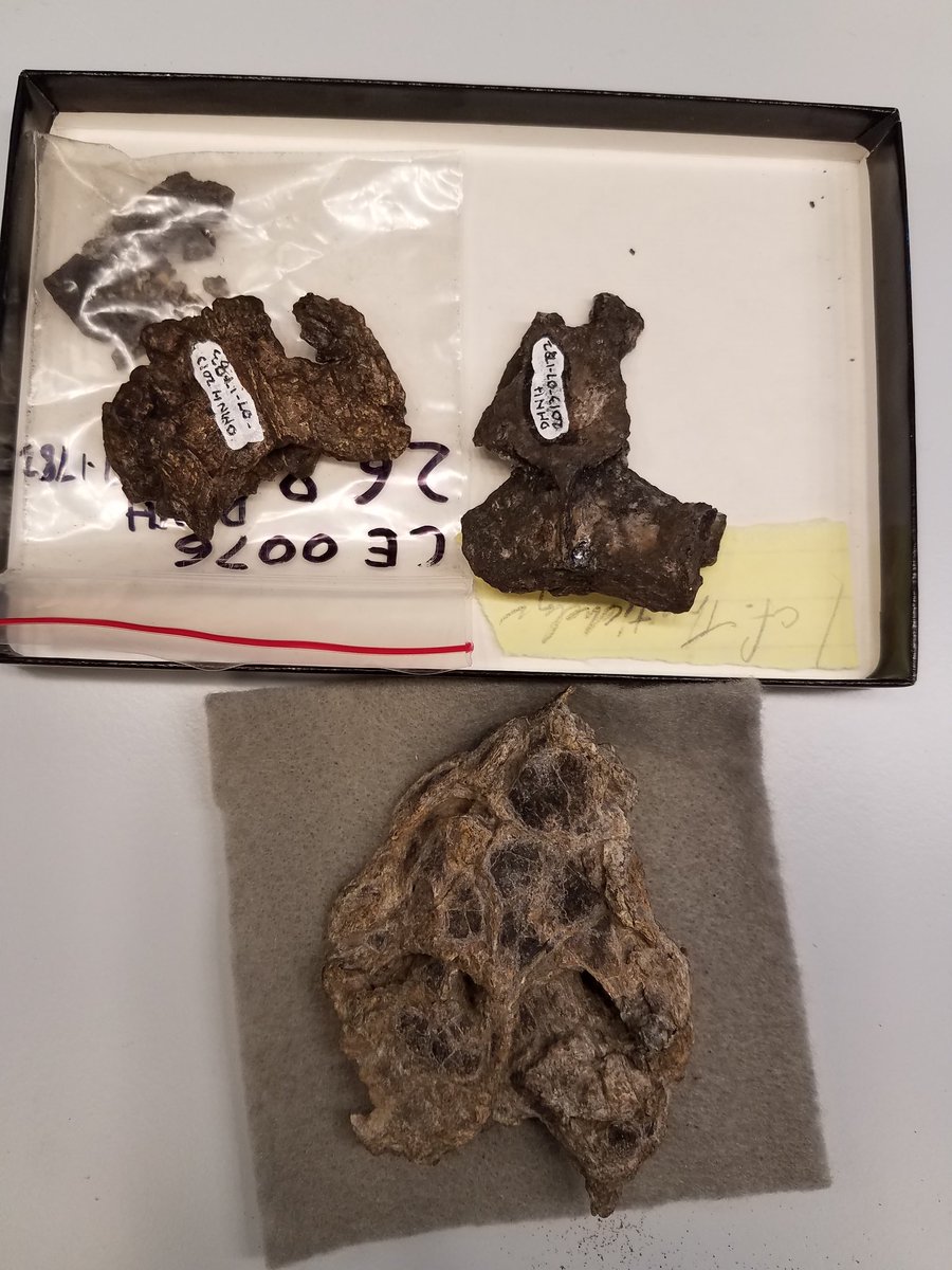 heatherfsmith's tweet photo. Abstracts for #svp2018 submitted! Looking forward to presenting on new turtle fossils from Arlington Archosaur Site with @BrentMwu and @AriPaleoLab #paleontology #research #turtleevolution https://t.co/AGTjNNsl0X