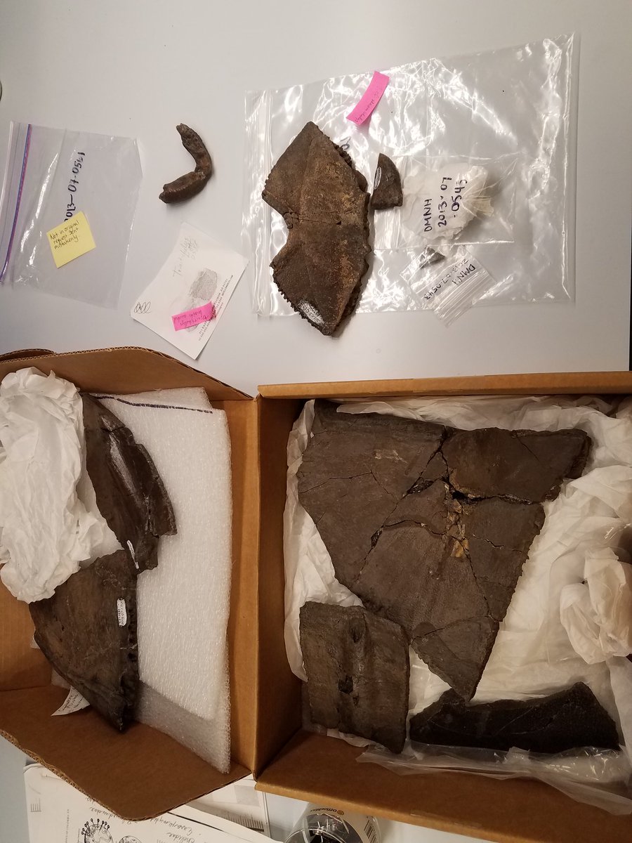 heatherfsmith's tweet photo. Abstracts for #svp2018 submitted! Looking forward to presenting on new turtle fossils from Arlington Archosaur Site with @BrentMwu and @AriPaleoLab #paleontology #research #turtleevolution https://t.co/AGTjNNsl0X
