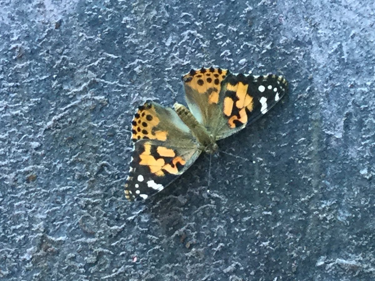 @BISCLPReception released their butterflies today and some stuck around. #brilliantbugball