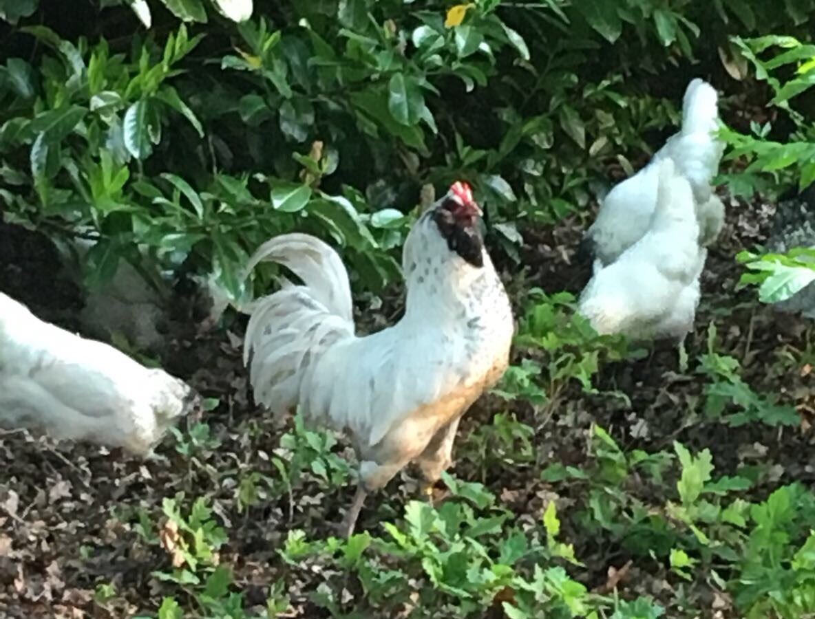 RRolinka's tweet photo. Op @Hindersteyn loopt de prachtige haan Albert met zijn dames! Deze toom is er gekomen dankzij het #MoorkopProject waardoor er inmiddels een mooie populatie Moorkop Uilebaarden in NL Γ©n daarbuiten is ontstaan! @levenderfgoed @CGN_Wageningen https://t.co/bjdjMuRrlw