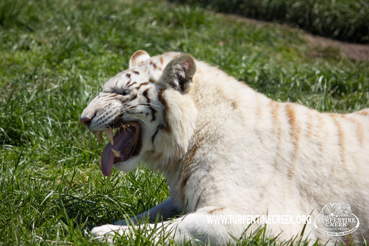 '#ItStillAmazesMe that humans actually believe I would make a good pet. Just look at my teeth!' - Rocklyn, white tiger
#PleasedToEatYou