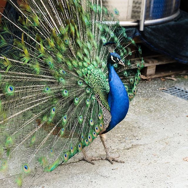 We've met a lot of vineyard animals, but this is the first peacock! From our visit to Giovanna Madonia in Romagna, Italy—a woman owned winery, whose family has been cultivating grapes on this land for generations. Link in our bio for more photos from the… ift.tt/2Kdm85v