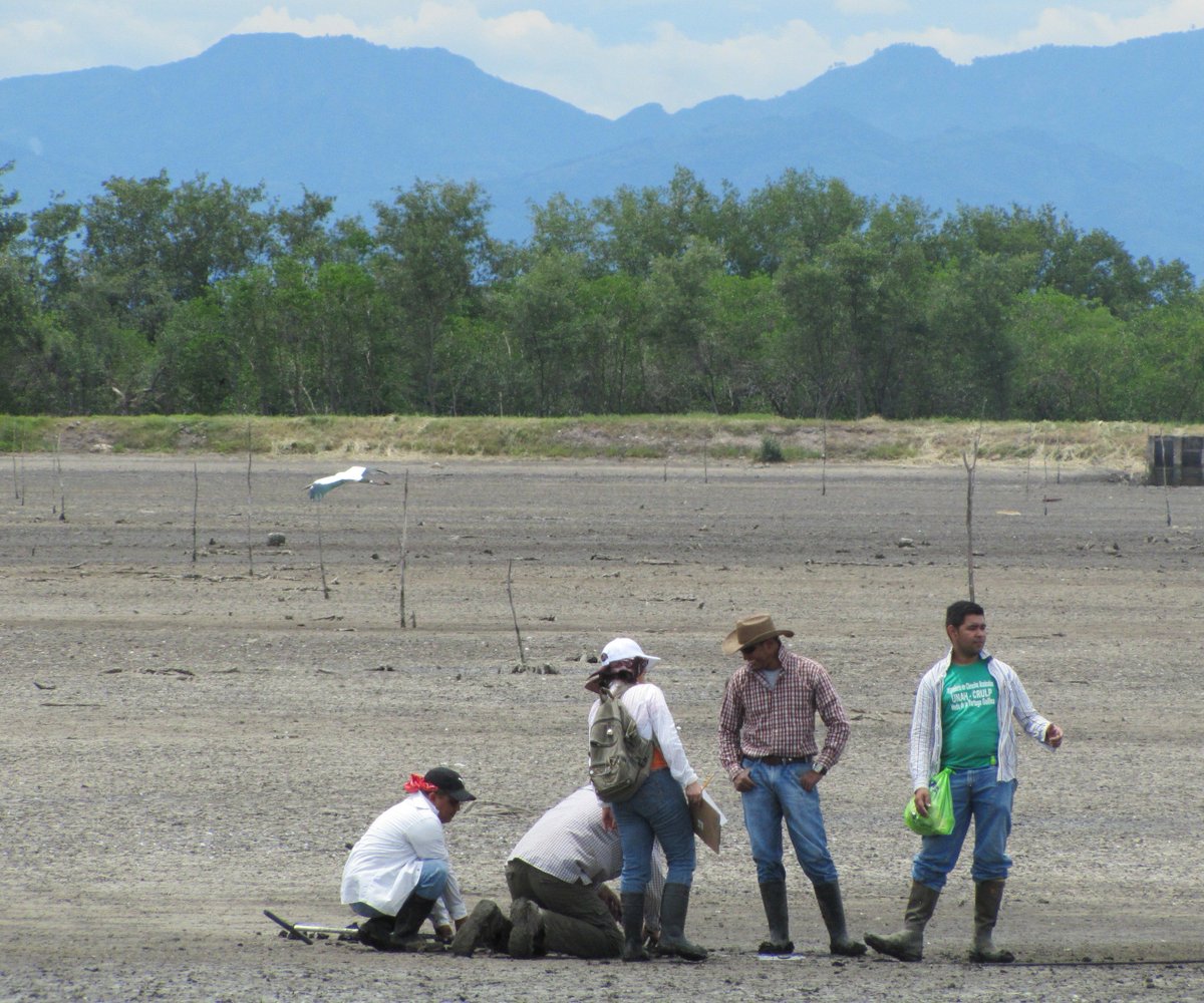 chriswbranam's tweet image. Are you eating shrimp from Southeast Asia or Central America? According to research led by @OregonState @osu_fw, clear-cutting of tropical mangrove forests to create shrimp ponds contributes significantly to the greenhouse gas effect. extension.oregonstate.edu/news/release/2… #NationalShrimpDay