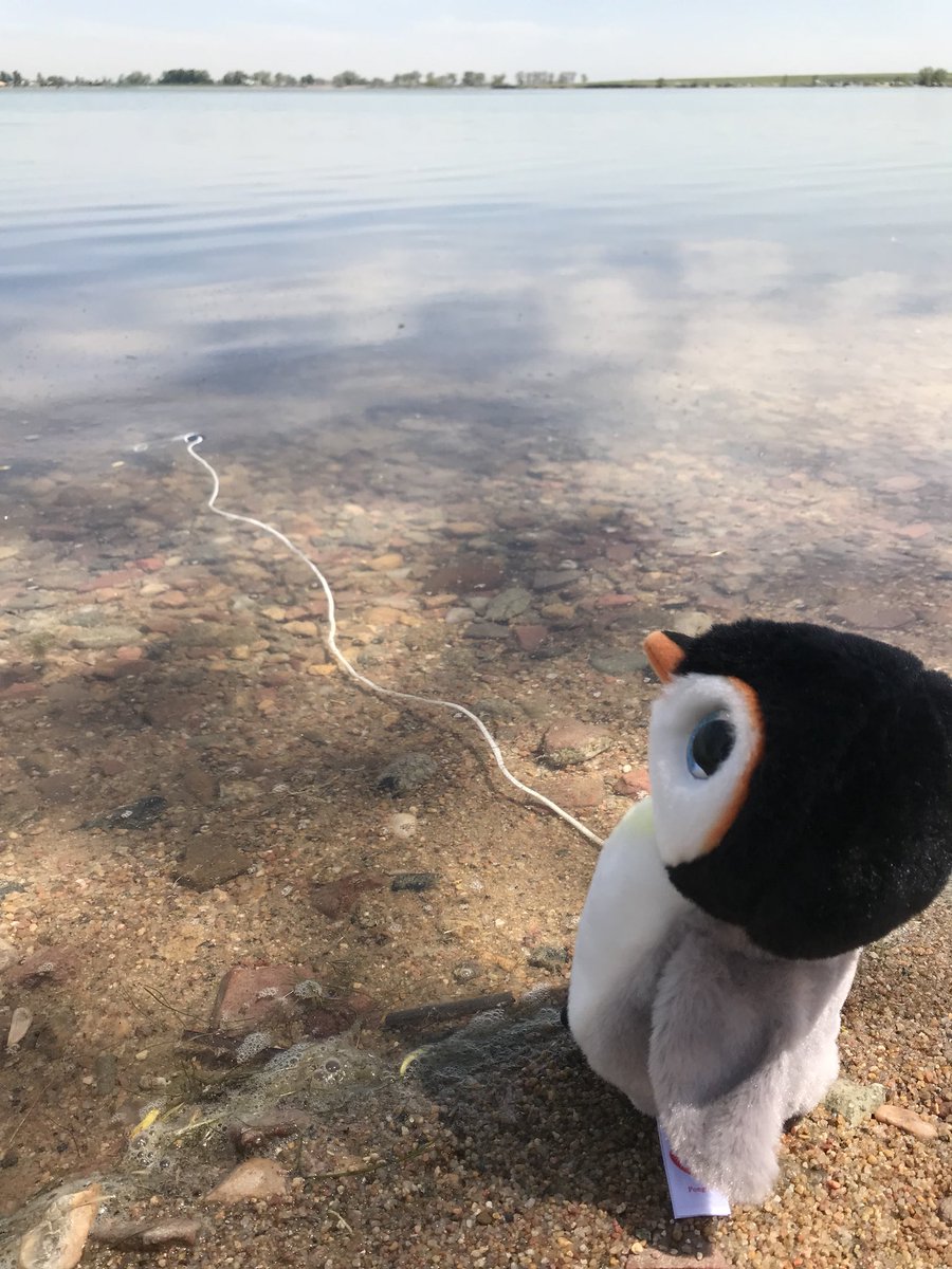 Pablo, our staff penguin 🐧 was out early this morning taking a temperature reading for the Summer OPEN Triathlon! What are your guesses?!?! <a href="/303Triathlon/">303Triathlon</a> <a href="/COMultisport/">Colorado Multisport</a> <a href="/feedbacksports/">Feedback Sports</a>