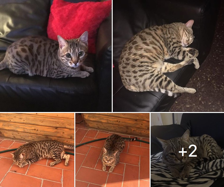 ProgatCatalunya's tweet photo. Gat #perdut a #VILAFRANCAdelPENEDÈS zona #LesClotes
Té 4 años, du xip i li diuen LION
Si en saps res contacta amb: 645 02 82 36 https://t.co/KjdgI1jujL
