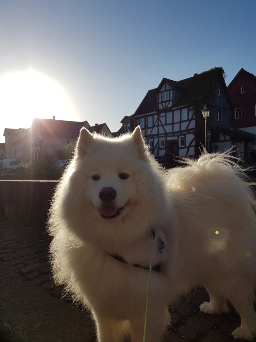 sunshine samoyeds