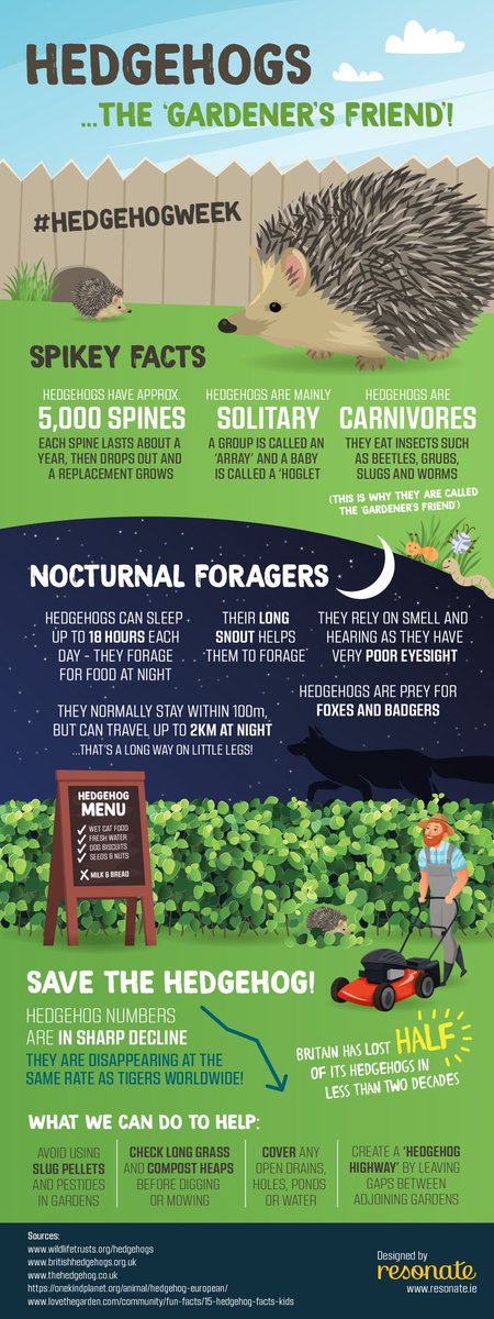 resonatedesign's tweet photo. I have become obsessed with a hedgehog living in my garden!! 🦔🙈 And it’s hedgehog awareness week, so here’s all you need to know about these cuties! #HedgehogAwarenessWeek #hedgehogweek 🦔 #infographic https://t.co/N9zSHQrSW4