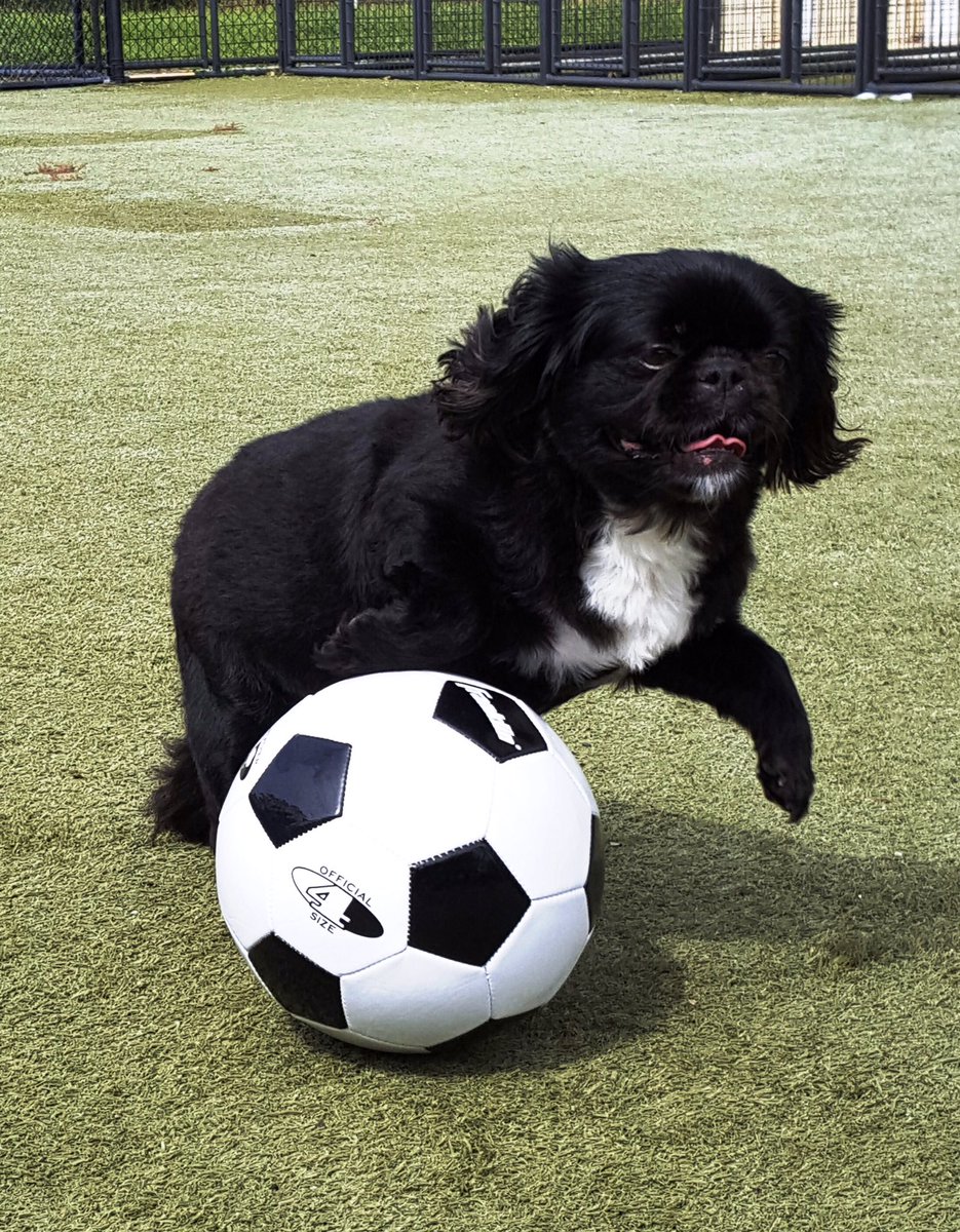 PPRJIA's tweet image. #TBT to Miss Coco from two years ago!!!! The second photo is her today! Share some TBT pics of your fur babies!