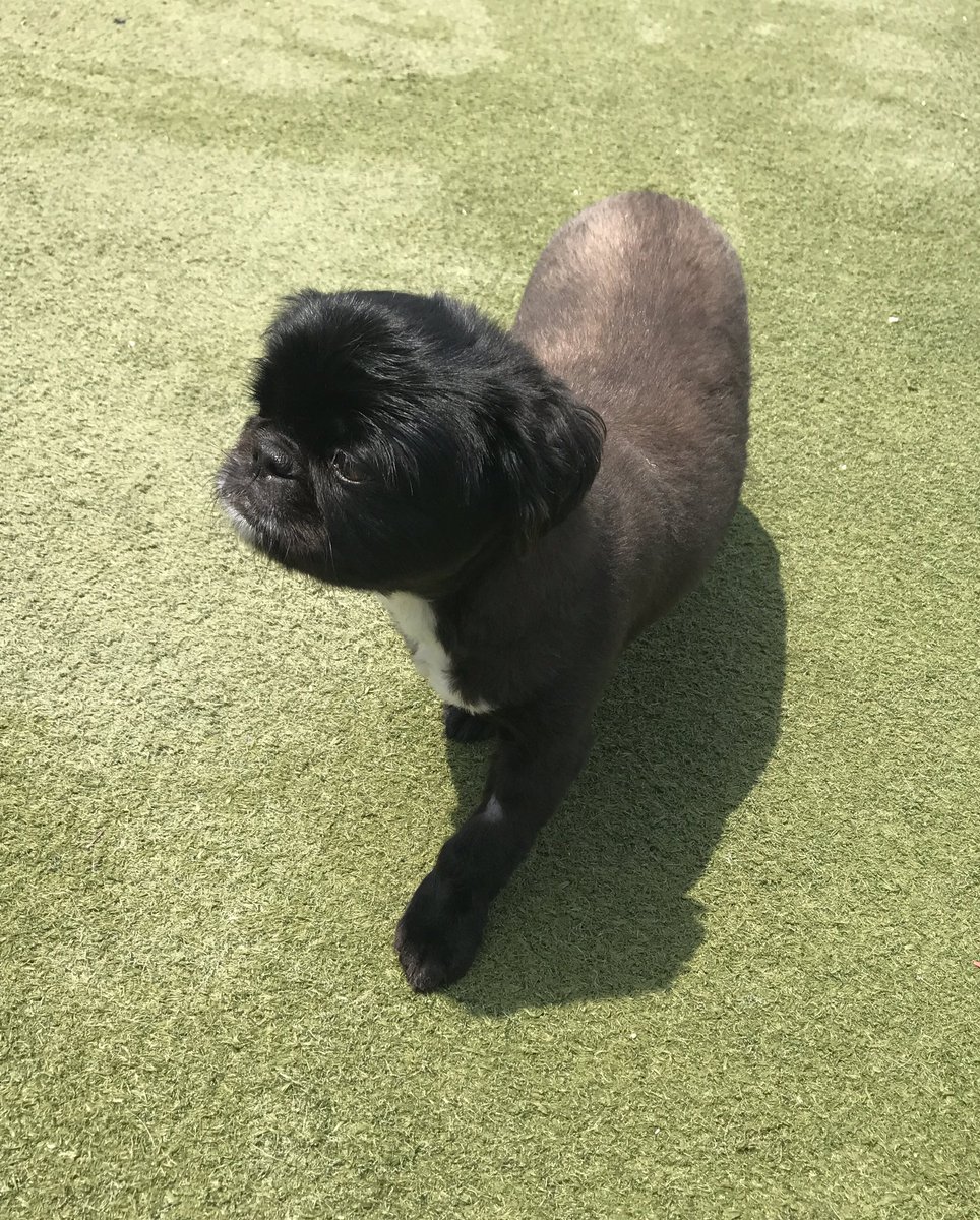 PPRJIA's tweet image. #TBT to Miss Coco from two years ago!!!! The second photo is her today! Share some TBT pics of your fur babies!