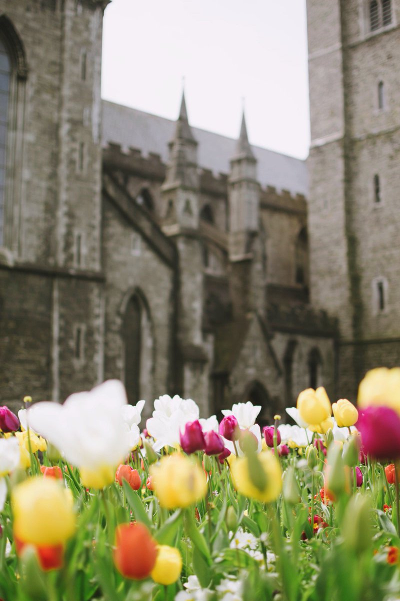 kuycalove's tweet photo. Saint Patrick's Cathedral in bloom 😀 https://t.co/eVENjrfxF1