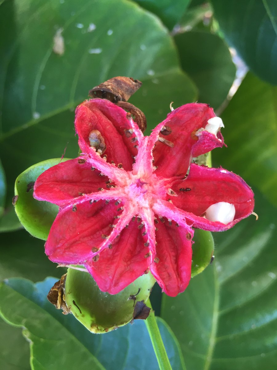 BotanicSydney's tweet photo. The peculiar fruit of the #Dillenia alata or #RedBeech is a real must see this month. The fruit opens naturally to reveal red fleshy valves holding black seeds. #MustSeeRBG #RBGSydney https://t.co/IeaTvOMhSz