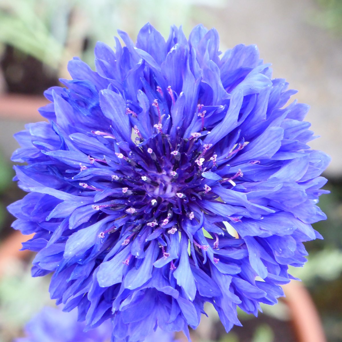 MNDVic's tweet photo. 💙 Today is Blue Cornflower day 💙 the blue cornflower is the national symbol of hope for #MND, because of its fragile appearance but hardy nature. Like the cornflower, people with MND show remarkable strength in coping with this devastating disease. #ALS #NeverGiveUp #MNDweek18 https://t.co/MbdyjkjScU