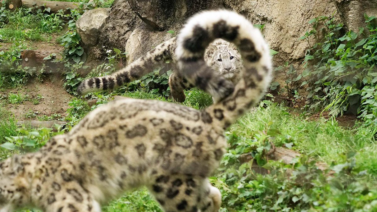 Tweet 多摩動物公園のユキヒョウのフクちゃんがかわいい Naver まとめ