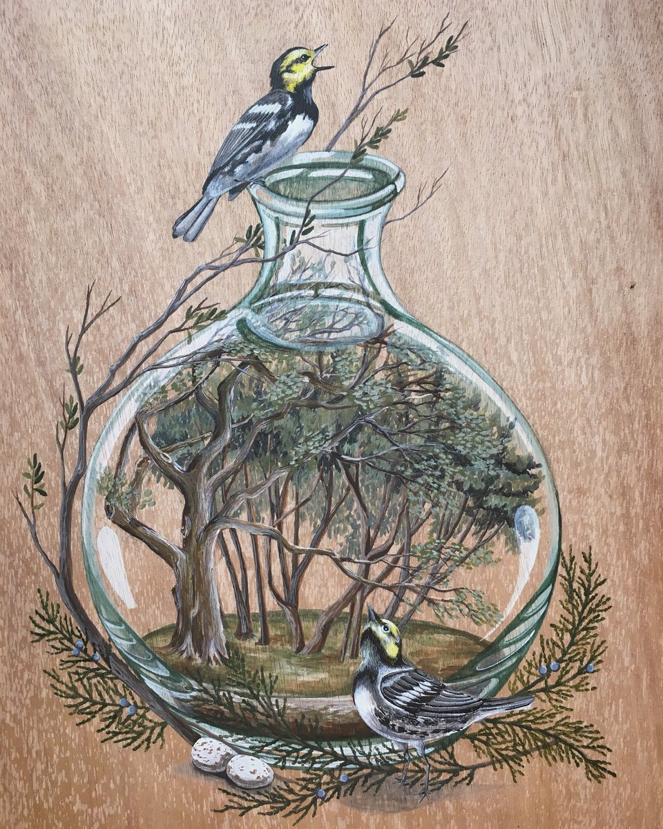 kryandonohue's tweet photo. Welcome new painting! Endangered Golden-cheeked warbler and her super specialized habitat. https://t.co/ihB8nRgxZP