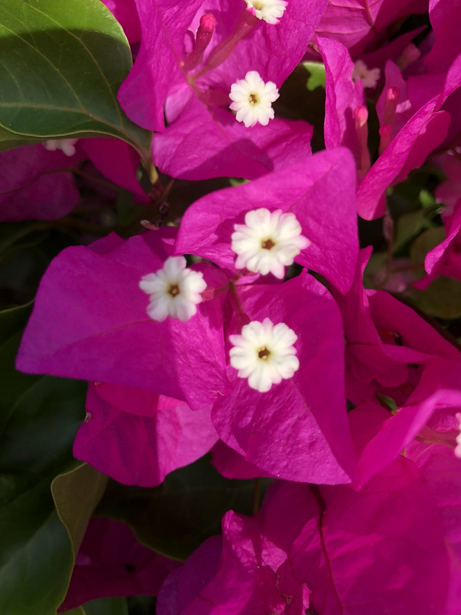 coingun's tweet image. @Dashpay is building the next #evolution of the Blockchain.  The Blockcube. 

Here it can be seen in flower form as new inner flowers are growing inside of the outer flowers... #dash #blockcube #whenmoon #whenlambo