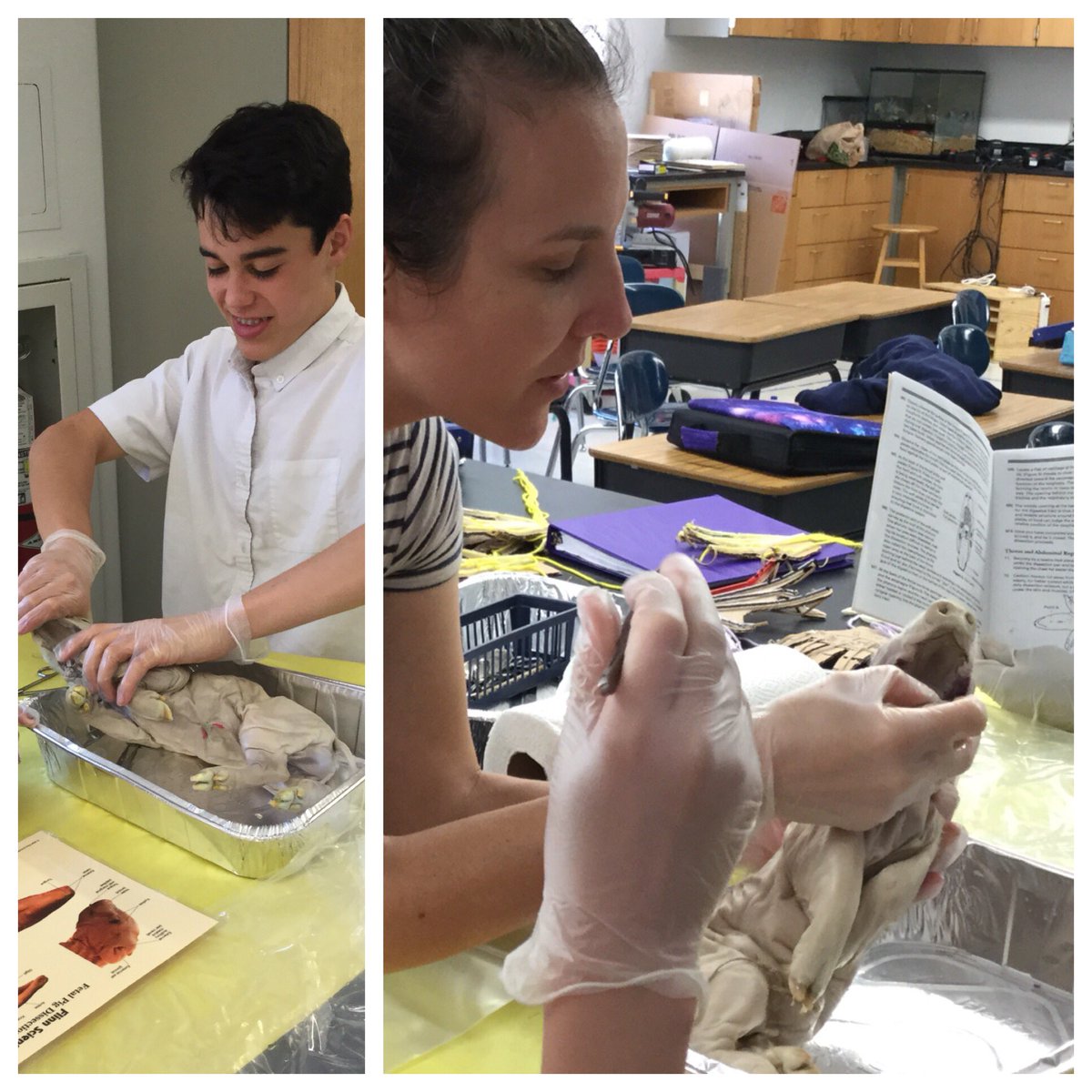 taikittiii's tweet image. Day 1 in MS science fetal pig dissection labs at #SJESDallas Requires respectful attitude &amp;amp; poor sense of smell #MSscience