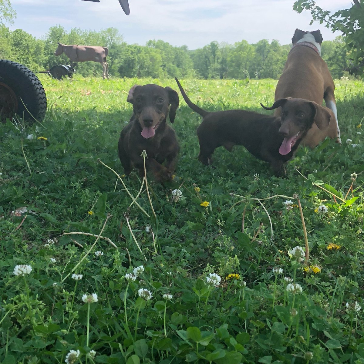 AprilRoby33's tweet photo. Wieners https://t.co/89lcrBgHeN