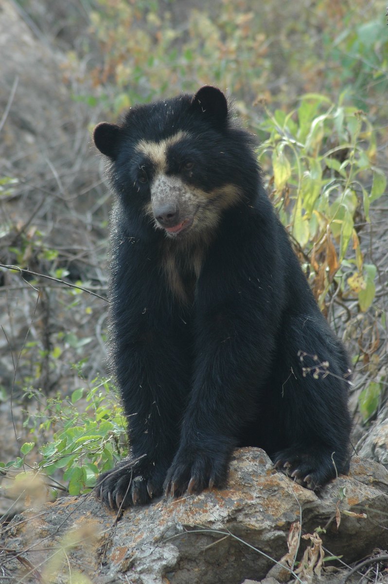 wildnetorg's tweet image. Spectacled bears are the only #bear species in South America. @SBC_peru (Spectacled Bear Conservation - SBC) works with communities and the government to raise awareness about these unique bears and to protect them. Learn more: bit.ly/2HfYXd0 (Photo: @SBC_peru)