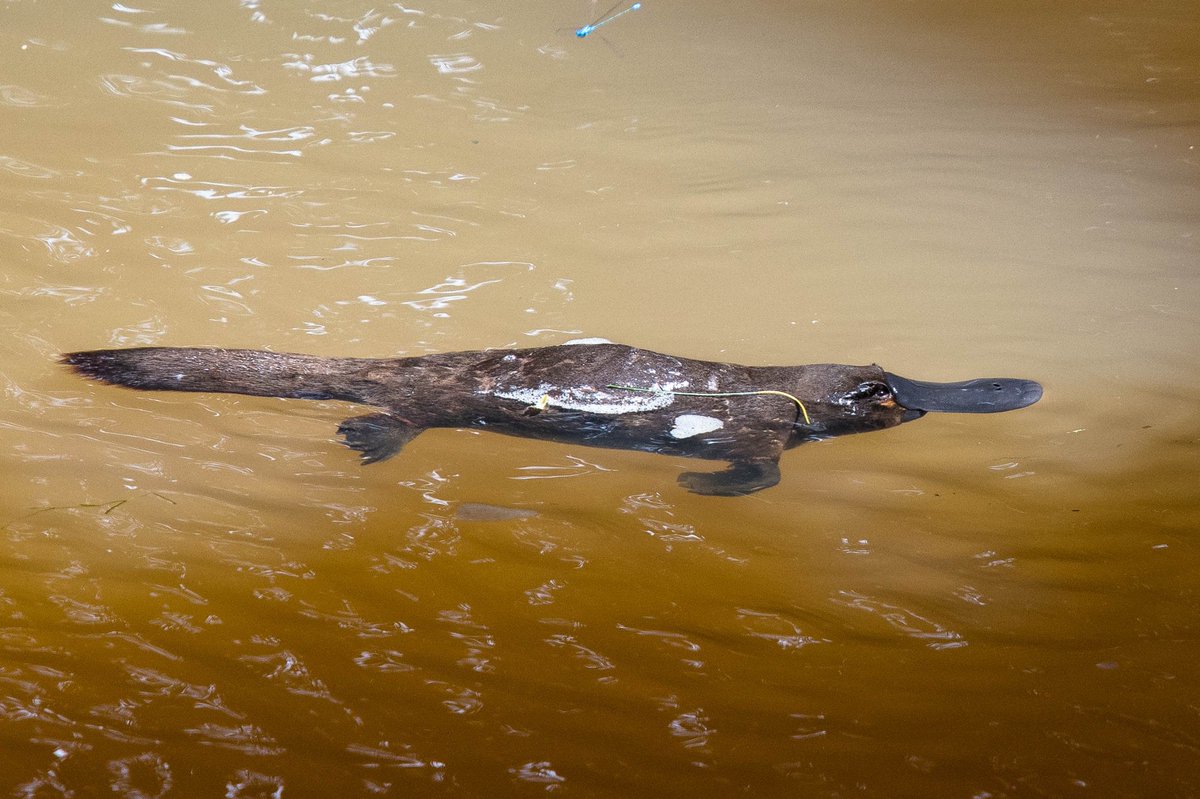 angus_molyneux's tweet photo. Platypus from our recent Queensland trip. We were lucky to get great views at Yungaburra and Eungella. A massive trip highlight #wildoz https://t.co/bkDMXyLRxB